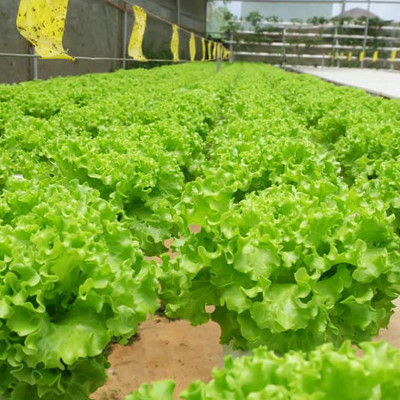 MIẾNG DÁN VÀNG BẪY CÔN TRÙNG NHẬP KHẨU ISRAEL DÙNG TRONG NÔNG NGHIỆP SẠCH NHƯ RAU THỦY CANH, RAU KHÍ CANH VÀ NÔNG NGHIỆP SẠCH (SET 20 ME2T DÀI). Kích thước ngang 0.18M x Dài 20M trải nghiệm