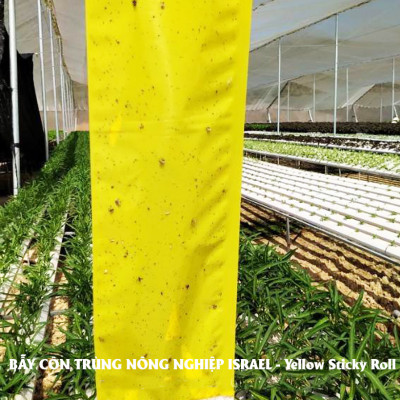 MIẾNG DÁN VÀNG BẪY CÔN TRÙNG NHẬP KHẨU ISRAEL DÙNG TRONG NÔNG NGHIỆP SẠCH NHƯ RAU THỦY CANH, RAU KHÍ CANH VÀ NÔNG NGHIỆP SẠCH (SET 20 ME2T DÀI). Kích thước ngang 0.18M x Dài 20M trải nghiệm