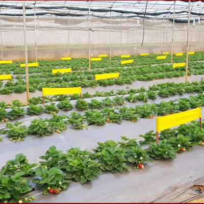 BẪY MÀU CÔN TRÙNG SINH HỌC GADOT ISRAEL CHO RAU SẠCH, RAU THỦY CANH, RAU KHÍ CANH VÀ NÔNG NGHIỆP SẠCH (SET 20 Mét DÀI). Kích thước ngang 0.18M x Dài 20M trải nghiệm