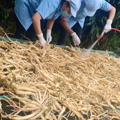 Trà sâm dây Ngọc Linh DATO 25 gói x2g, Trà túi lọc, Tăng cường sức khỏe, giảm căng thẳng, stress, ngăn ngừa ung thư