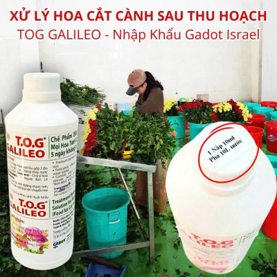 Nước Dưỡng Hoa Tươi Lâu TOG GALILEO nhập khẩu Israel giúp hoa tươi lâu gấp 2 lần và 3-5 ngày không cần thay nước tại nhà vườn, chợ sỉ hoa (1L "đậm đặc" pha 1.000L nước)