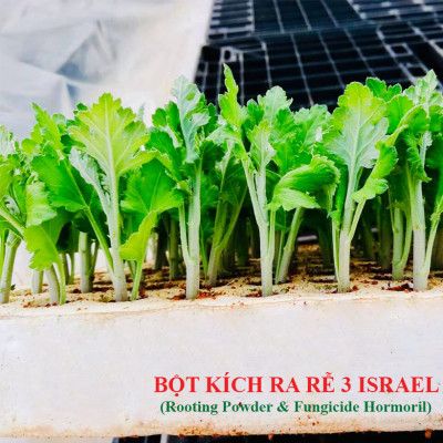 Nhập Khẩu Bột Kích Ra Rễ Israel cho cây thân Thảo, thân Mềm Hormoril 3 và bột kích ra rễ Hormoril T3 (with Fungicide)  có thành phần ngăn ngừa nấm bệnh cho rễ con 