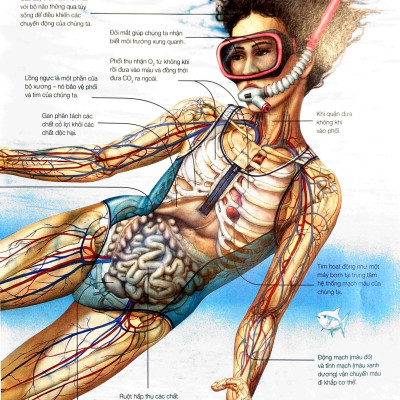 Hành Trình Khám Phá - Cơ Thể Người - Bìa Cứng