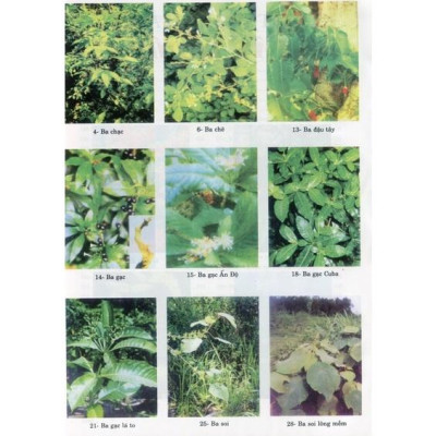 Sách - Từ điển cây thuốc Việt Nam tập 1