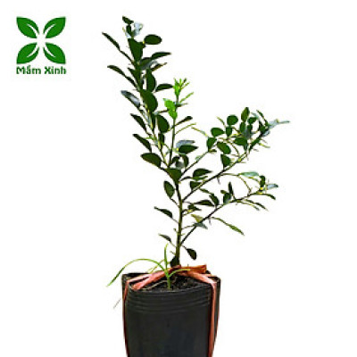 Cây chúc giống, cây chanh thái cao khoảng 60cm, có nhánh, hơn 1 năm tuổi