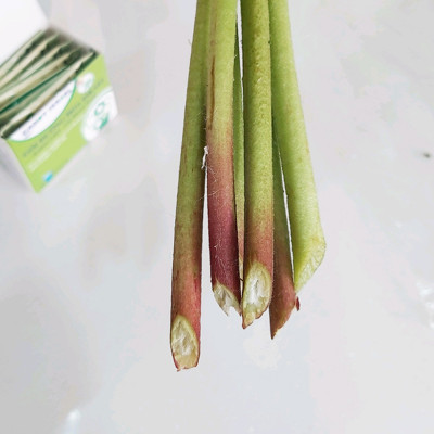 Nước Cắm Hoa Đồng Tiền Lâu Tàn (Set 80 gói dạng bột) nhập khẩu Israel - Food For CUT Flowers giúp hoa tươi lâu hơn, ngăn "gãy cổ" hoa và hạn chế thối nước