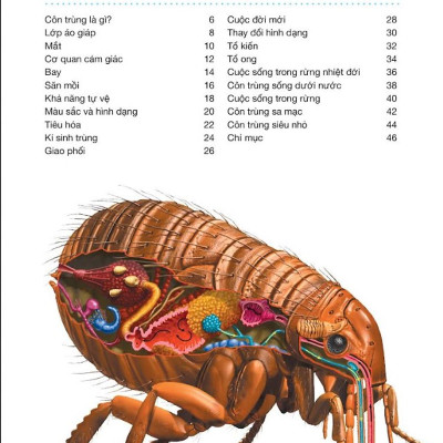 Hành Trình Khám Phá - Côn Trùng - Bìa Cứng