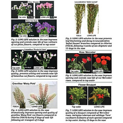 Bột Cắm Hoa ISRAEL (Combo 50 gói dưỡng hoa), Hiệu Longlife giữ hoa tươi lâu gấp 2 lần và 14 ngày không thay nước mới