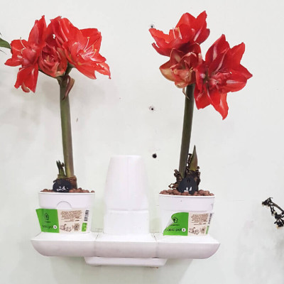 Bộ Trồng Cây Tự Dưỡng Để Bàn Ngày Tết Minigarden Basic S giúp cây văn phòng tự tưới nước và Tự sống tốt mà không cần chăm sóc cây