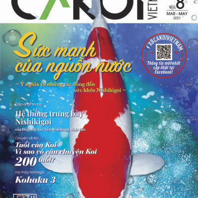 Cá Koi Vietnam - Combo 3 cuốn (Tập 7, 8, 9)