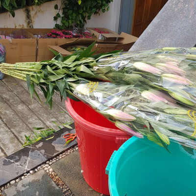 DUNG DỊCH BẢO QUẢN HOA LILY LÂU TÀN, KIỀM HOA KHÔNG NỞ VÀ “NGỦ ĐÔNG” TRÊN 15 NGÀY TẠI NHÀ VƯỜN TRỒNG HOA (GROWERS) THEO CÔNG NGHỆ ISRAEL