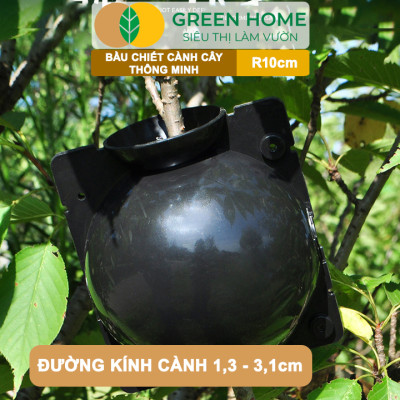 Bầu Chiết Cành GreenHome, R10cm(1 Thùng 80 CÁI), Tăng Khả Năng Ra Rễ,Phù Hợp Với Xoài, Mít,Sầu Riêng