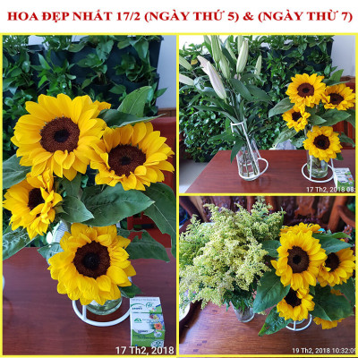 Thuốc cắm hoa Hướng Dương lâu tàn nhập khẩu Israel (Set 50 gói) giúp hoa tươi gấp 2 lần và 14 ngày không thay nước mới