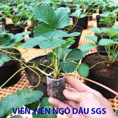 Viên Nén Xơ Dừa Trồng Ngó Dâu Thông Minh SGS (set 100 viên) đã bao gồm phân bón hữu cơ cho cây phát triển tốt trong 30 ngày