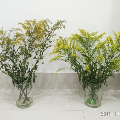 Bột Dưỡng Hoa Cắt Cành Longlife - Food for Cut Flowers - nhập khẩu ISRAEL (COMBO 100 gói tiết kiệm) giúp hoa tươi gấp 2 lần và 14 ngày không thay nước hay cắt tỉa lại gốc hoa