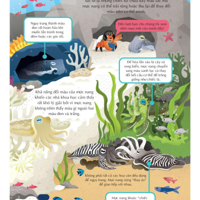 100 Bí Ẩn Đáng Kinh Ngạc Về Các Đại Dương - 100 Things To Know About The Oceans