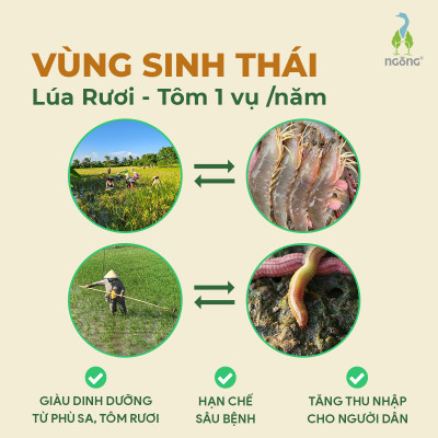 Gạo Ngỗng Sinh Thái ST25 Xát Trắng 3kg