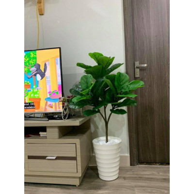 Cây bàng Singapore giả - Size từ 40 cm đến 100cm - Cây giả, hoa lụa Decor trang trí nhà cửa Decor phòng