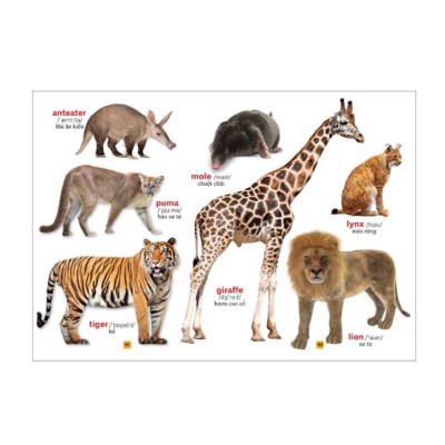 Sách - Từ điển bằng tranh - Thế giới động vật (bìa cứng)