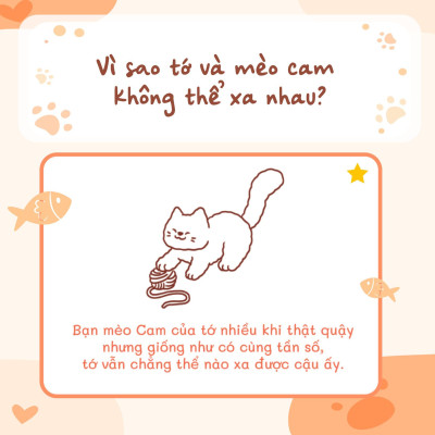 Tớ Có Nuôi Một Chú Mèo Cam