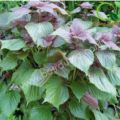 Bột Tía Tô Sấy Lạnh Nguyên Chất Quảng Thanh Hộp 30g  - Giảm mụn, mờ thâm nám, giảm gút, giảm cảm cúm, làm đẹp