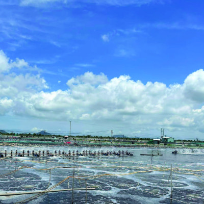 Kháng sinh đặc trị nhiễm khuẩn cho tôm cá OXYTETRA (1kg)