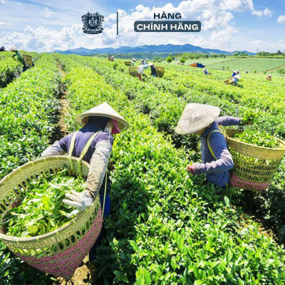 Trà Túi Lọc Mohodo Shan Tea Ướp Sen Tây Hồ Thơm Ngon Hương Vị Thuần Khiết - Hộp 30g