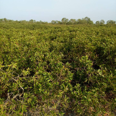 Tinh dầu Tràm gió Organic hữu cơ Mộc Mây - tinh dầu thiên nhiên nguyên chất 100% - dùng xông tắm ngừa cảm lạnh, giảm côn trùng cắn đốt cho Bé, Trẻ sơ sinh và Trẻ nhỏ | An toàn cho làn da nhạy cảm của Bé