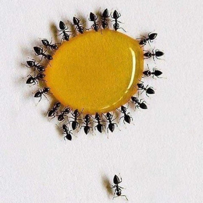 Combo 2 Thuốc Diệt Kiến Anbio, Chai 10ml, Thành Phần Tự Nhiên, Diệt Tận Gốc Kiến Hôi, Kiến Lửa