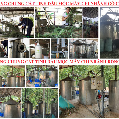 Tinh dầu Chanh tươi (Chanh Thái) 100ml Mộc Mây - tinh dầu thiên nhiên nguyên chất 100% - chất lượng và mùi hương vượt trội - Có kiểm định