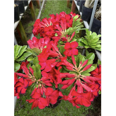 Hạt giống hoa sứ đỏ Taiwan nhiều hoa - Bịch 10 hạt – Mã số 2086