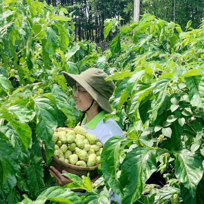 Combo 10 chai Nước cốt trái nhàu SK Noni Juice Premium 750ml