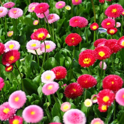 Hạt giống hoa cúc Đà Lạt nhiều màu VTS04