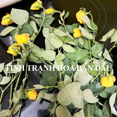 NƯỚC CẮM HOA LÂU TÀN TẠI CHỢ SỈ HOA NHẬP KHẨU ISRAEL, LONGLIFE SL BOOST 2023 (Chai 100ml pha 10L Nước) giúp hoa tươi hơn 2 lần (trên 60%) và 14 ngày không thay nước tại chợ hoa