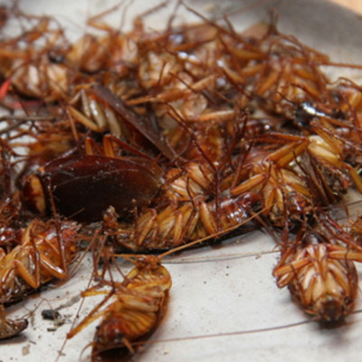 Thuốc diệt kiến sinh học anbio Chai 10ml An toàn hiệu quả Diệt tận gốc