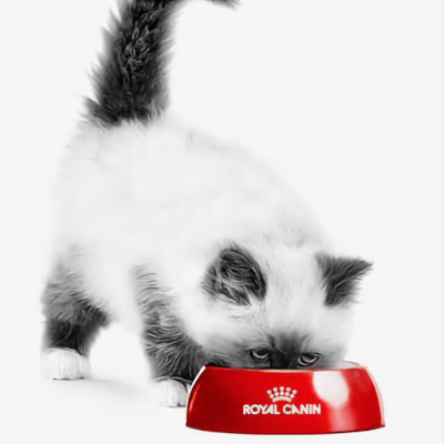 ROYAL CANIN  CHĂM SÓC DA VÀ LÔNG-HAIR & SKIN DRY CAT FOOD