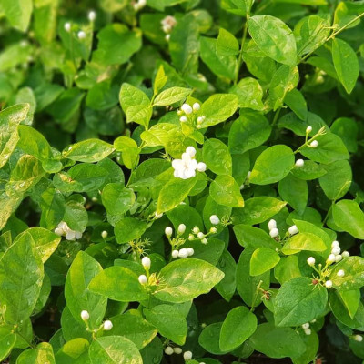 Tinh dầu hoa Lài (nhài) 10ml Mộc Mây - tinh dầu nguyên chất 100% từ thiên nhiên - chất lượng và mùi hương vượt trội