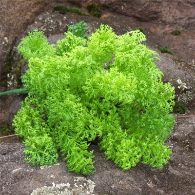 Cụm rong mốc trang trí cắm điểm siêu xinh - Cây giả, hoa lụa Decor trang trí nhà cửa