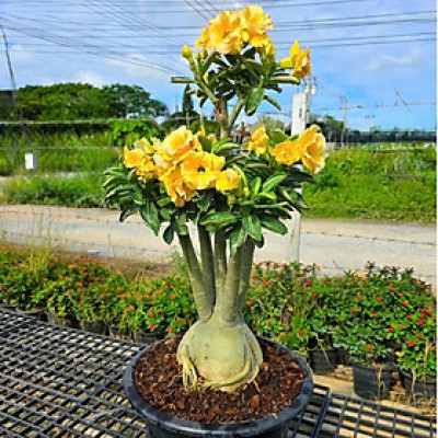 Hạt giống hoa sứ kép Thái Lan - Bịch 10 hạt – Mã số 2049