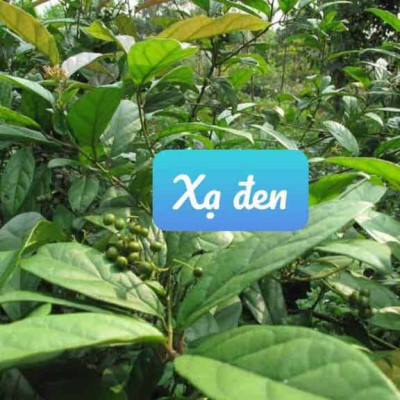 Trà cây xạ đen hòa bình - Gói 1kg