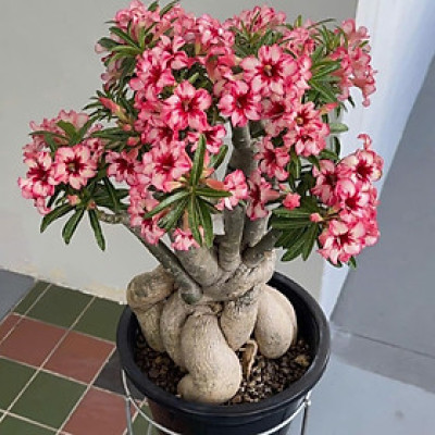 Hạt giống hoa sứ kép Thái Lan - Bịch 10 hạt – Mã số 1955