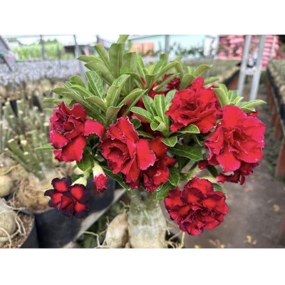 Hạt giống hoa sứ ghép hoa Thiên Vương cánh đỏ đen - Bịch 10 hạt – Mã số 2094 - 2