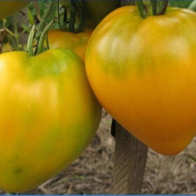Hạt giống cà chua trái tim vàng VTS56