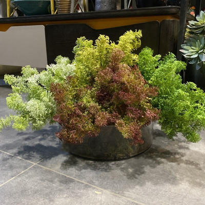 Cụm rong mốc trang trí cắm điểm siêu xinh - Cây giả, hoa lụa Decor trang trí nhà cửa