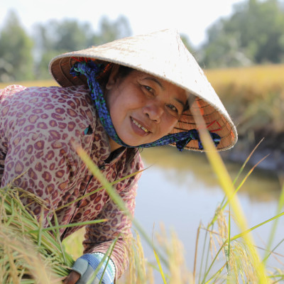 Gạo Thơm ST25 Túi 5Kg A An - Cơm mềm dẻo, thơm nhẹ, vị ngọt