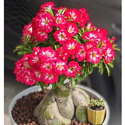 Hạt giống hoa sứ kép Thái Lan - Bịch 10 hạt – Mã số 1947