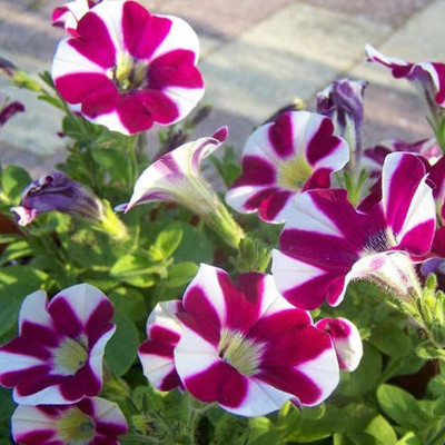 Hạt giống hoa Dạ Uyên Thảo sọc nhiều màu VTS198