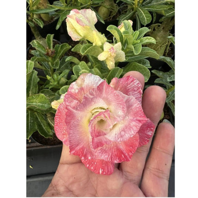 Hạt giống hoa sứ Thái Lan cánh tiên nhiều tầng ghép 3 màu đỏ cam vàng - Bịch 10 hạt – Mã số 2090