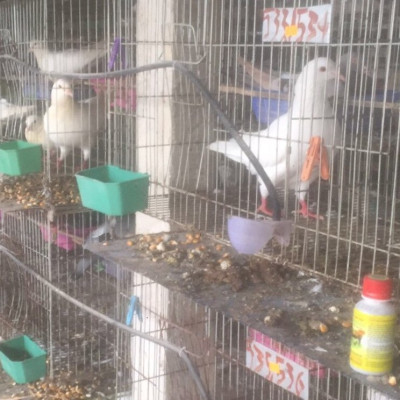 Chế phẩm sinh học VƯỜN SINH THÁI chăn nuôi Vỗ Béo không Mùi Hôi - Vật nuôi chắc thịt lớn nhanh ít bệnh dịch - Thức ăn bổ sung cho chó mèo lợn gà