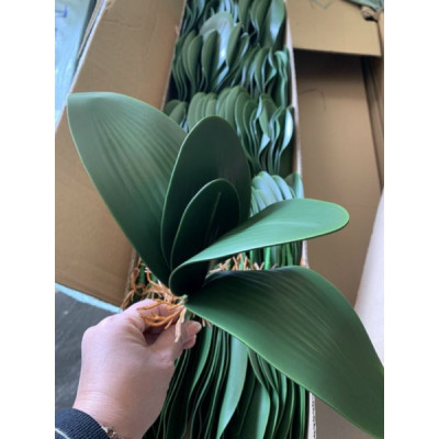 Lá lan hồ điệp giả giống thật 99% - 1 cụm gồm 5 lá - dài 27cm - Cây giả, hoa lụa Decor trang trí nhà cửa
